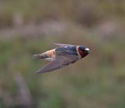 Picture/image of Cliff Swallow