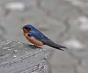 Picture/image of Barn Swallow