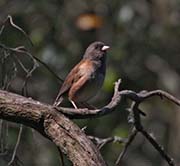 Picture/image of Dark-eyed Junco