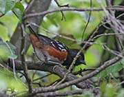Picture/image of Spotted Towhee