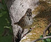 Picture/image of Savannah Sparrow