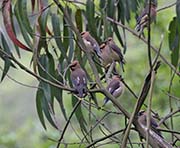 Picture/image of Cedar Waxwing