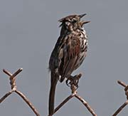 Song Sparrow