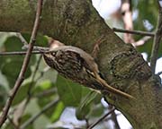 Picture/image of Brown Creeper