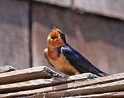 Picture/image of Barn Swallow