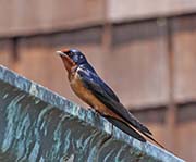 Picture/image of Barn Swallow