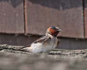 Picture/image of Cliff Swallow