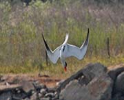 Picture/image of Caspian Tern