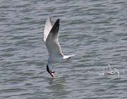 Picture/image of Caspian Tern
