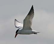 Picture/image of Caspian Tern