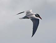 Picture/image of Caspian Tern