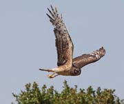 Picture/image of Northern Harrier
