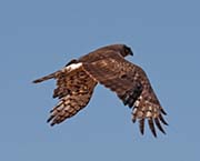Picture/image of Northern Harrier