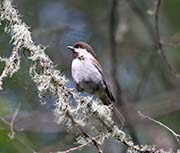 Picture/image of Chestnut-backed Chickadee