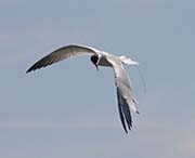 Picture/image of Caspian Tern