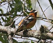 Picture/image of Black-headed Grosbeak