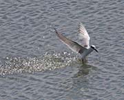 Picture/image of Forster's Tern