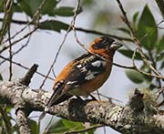 Picture/image of Black-headed Grosbeak
