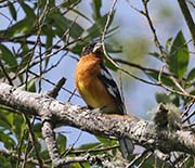 Picture/image of Black-headed Grosbeak