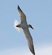 Picture/image of Caspian Tern