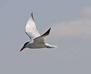 Picture/image of Caspian Tern