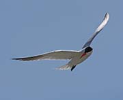 Picture/image of Caspian Tern