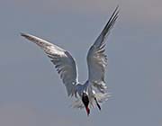 Picture/image of Caspian Tern