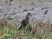 Picture/image of Brown-headed Cowbird