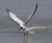 Picture/image of Caspian Tern
