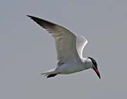 Picture/image of Caspian Tern
