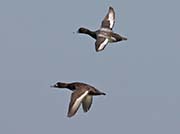 Picture/image of Lesser Scaup