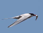 Picture/image of Forster's Tern