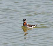 Picture/image of Red-necked Phalarope