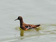 Picture/image of Red Phalarope