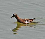 Picture/image of Red Phalarope