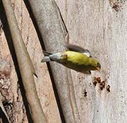 Picture/image of American Goldfinch