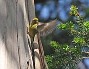 Picture/image of American Goldfinch