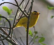 Picture/image of Wilson's Warbler