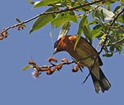 Picture/image of Black-headed Grosbeak