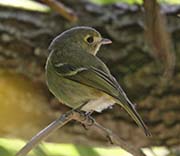 Picture/image of Hutton's Vireo