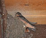 Picture/image of Barn Swallow