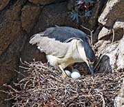 Picture/image of Black-crowned Night-Heron