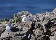 Picture/image of Western Gull