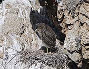 Picture/image of Black-crowned Night-Heron