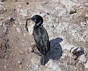 Picture/image of Brandt's Cormorant