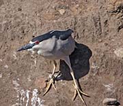 Picture/image of Black-crowned Night-Heron