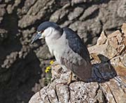 Picture/image of Black-crowned Night-Heron
