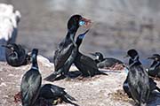Picture/image of Brandt's Cormorant