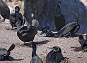 Picture/image of Brandt's Cormorant