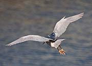 Picture/image of Black-crowned Night-Heron